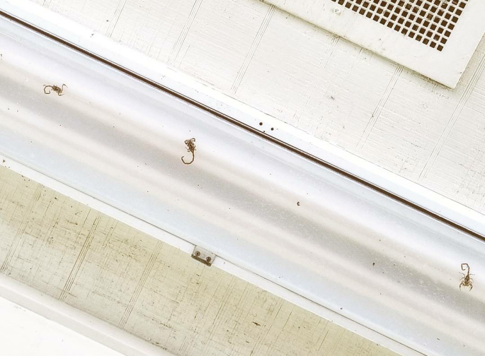 Scorpions in fluorescent light fixtures at Cooper Lake State Park in Texas
