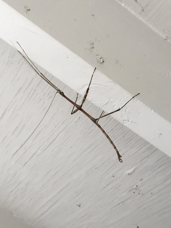 A Stick Bug climbing a wall at Cooper Lake State Park in Texas